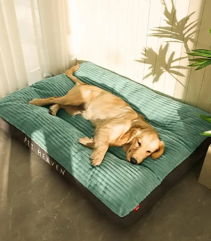 <h1>HAPPY  PET HAPPY YOU<br/></h1>